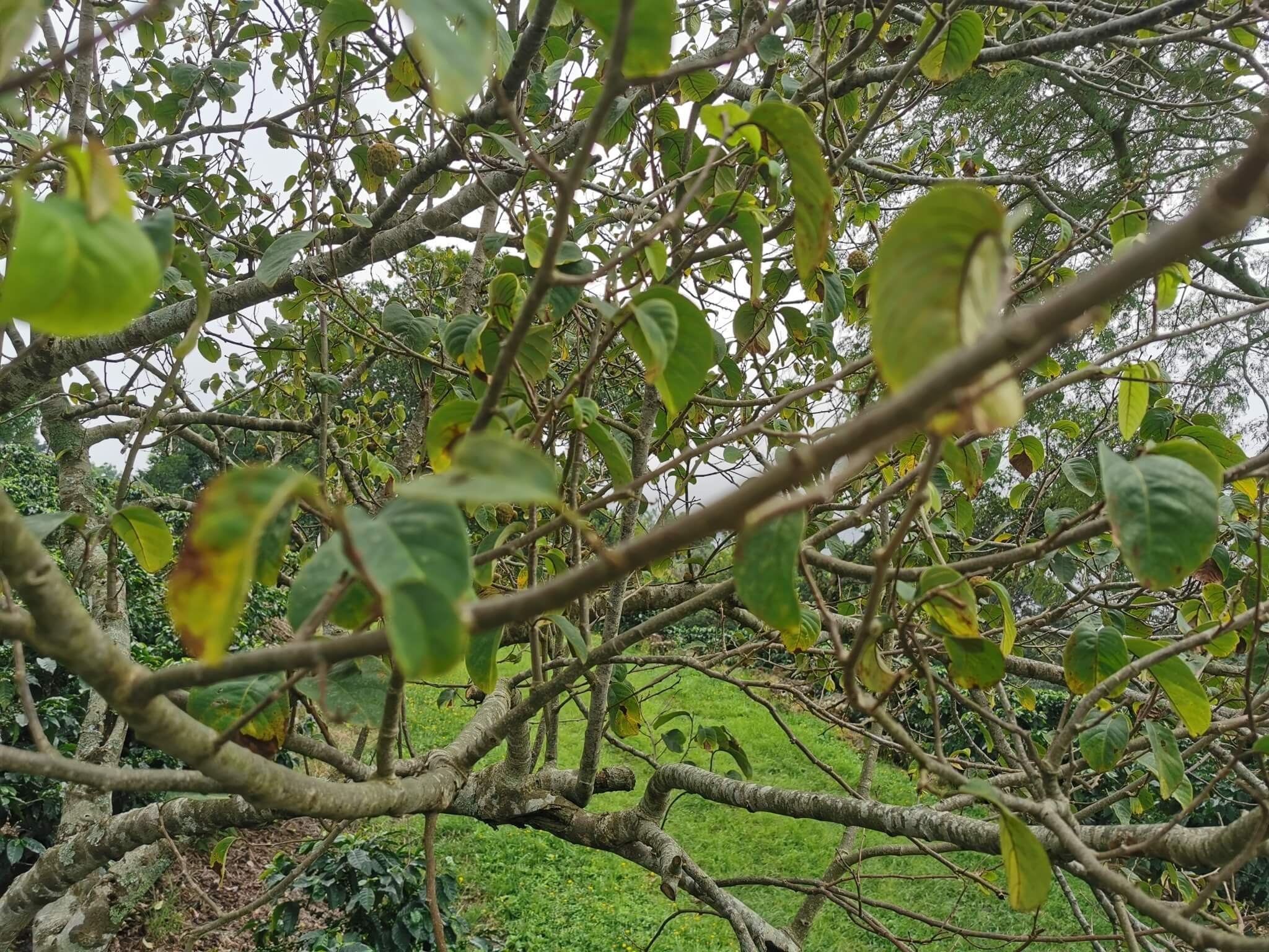 Annona cherimola